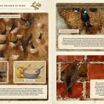 Co budują zwierzęta Wyspa kobiet