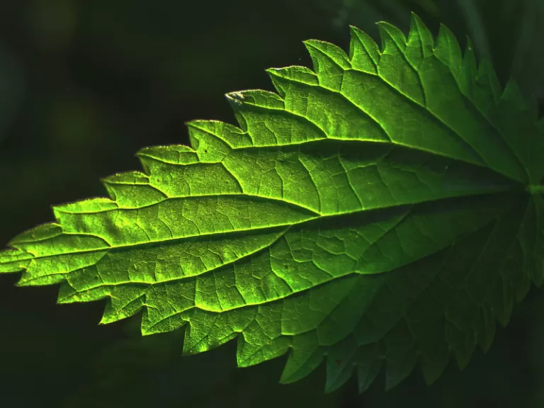 napar z pokrzywy wyspa kobiet